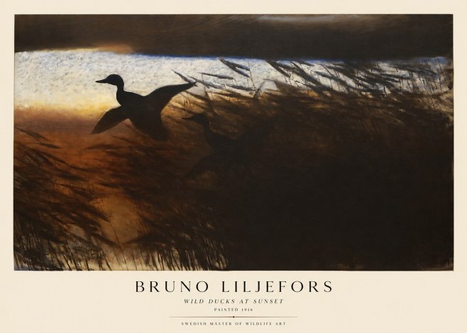 Bruno Liljefors Wild Ducks II No5 - Poster