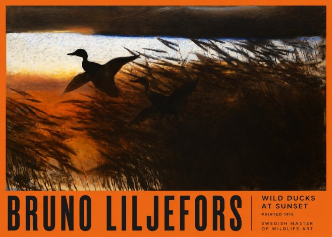 Bruno Liljefors Wild Ducks II No6 - Poster