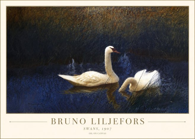 Bruno Liljefors Swans, 1907 No1 - Poster