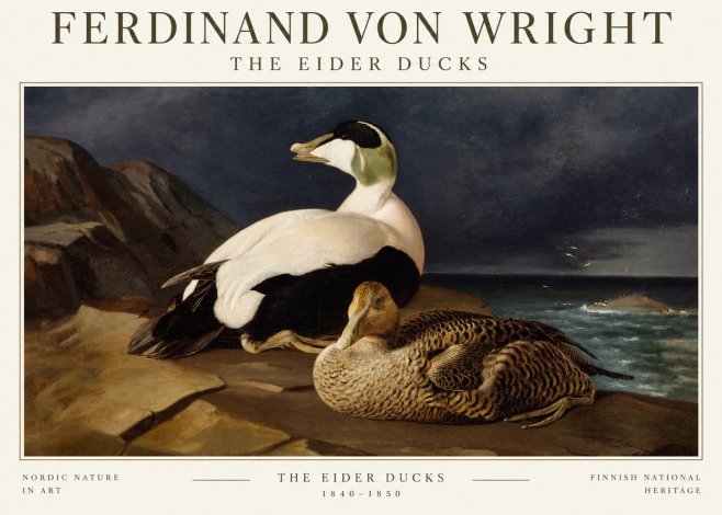 Ferdinand von Wright Eiders on a Rocky Shore No3 - Poster