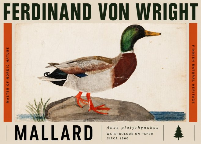 Ferdinand von Wright Mallard (Anas Platyrhynchos) No5 - Poster