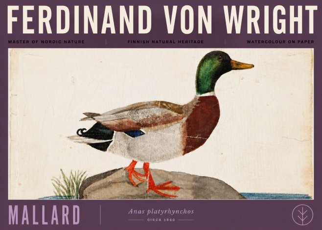 Ferdinand von Wright Mallard (Anas Platyrhynchos) No6 - Poster
