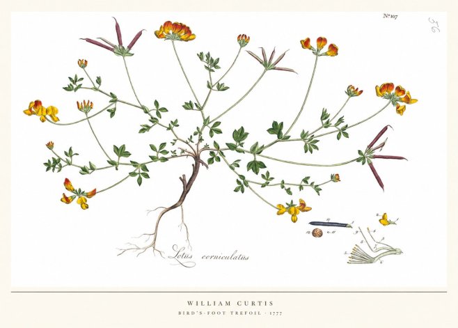William Curtis Bird's-foot Trefoil No5 - Poster