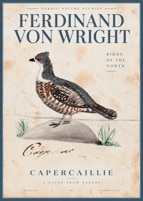 Ferdinand von Wright Grouse No5 - Poster