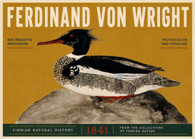 Ferdinand von Wright Red-breasted Merganser No5 - Poster
