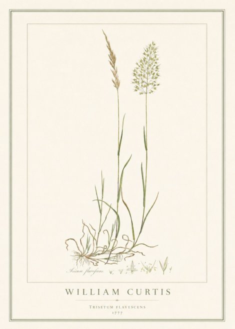 William Curtis Trisetum Flavescens III No1 - Poster