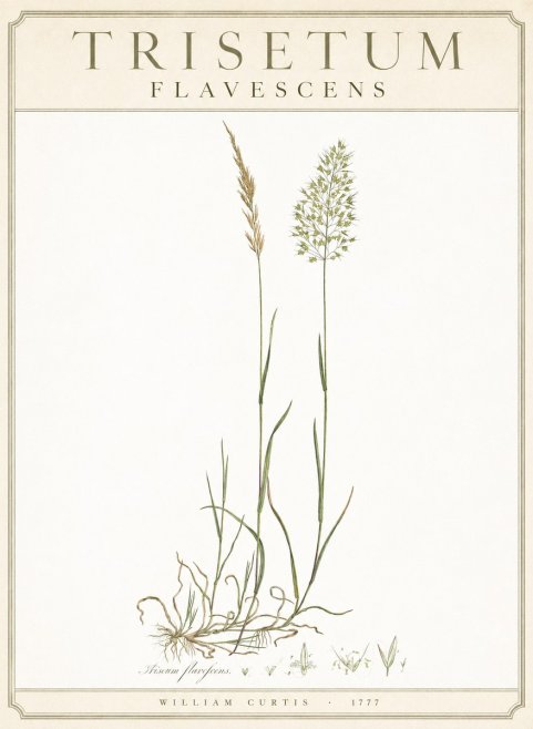 William Curtis Trisetum Flavescens III No3 - Poster
