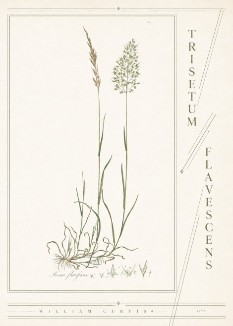 William Curtis Trisetum Flavescens III No4 - Poster