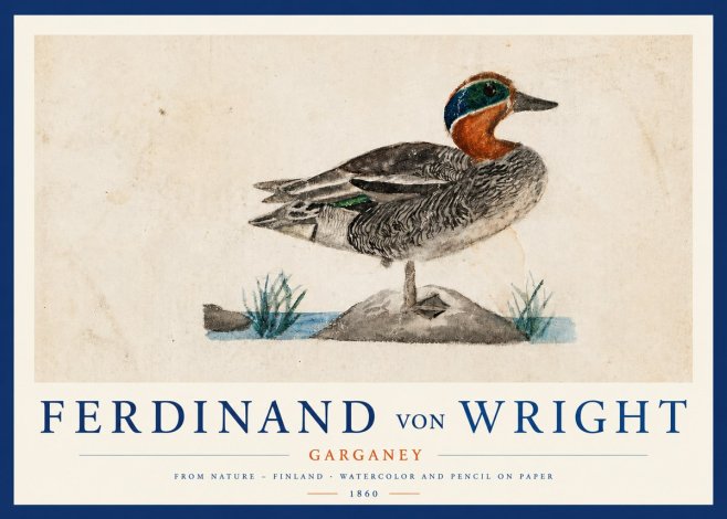 Ferdinand von Wright Garganey No3 - Poster