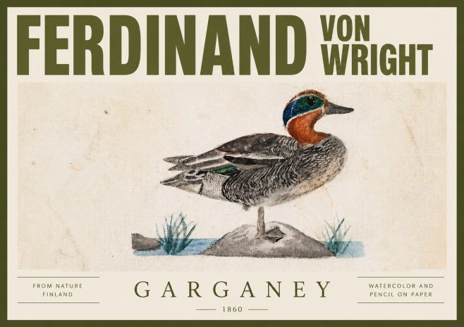 Ferdinand von Wright Garganey No4 - Poster