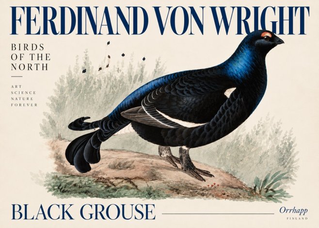 Ferdinand von Wright Black Grouse No5 - Poster