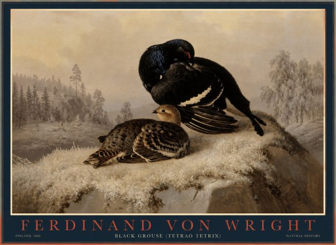 Ferdinand von Wright Black Grouse (Tetrao Tetrix) No1 - Poster