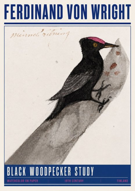 Ferdinand von Wright Black Woodpecker Study No4 - Poster