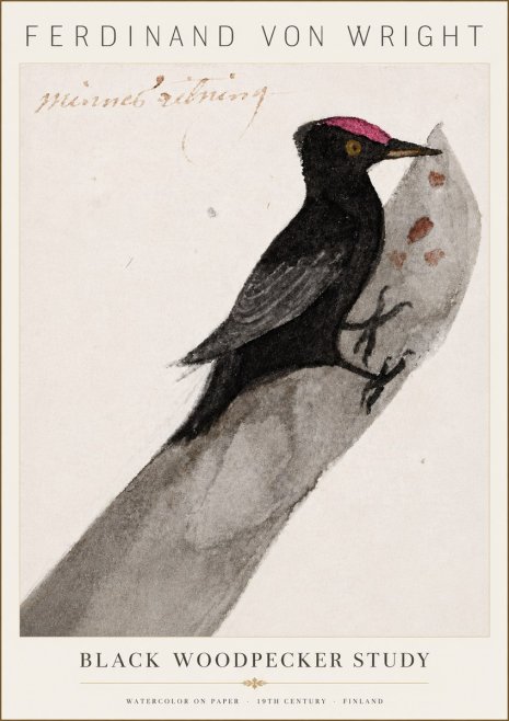 Ferdinand von Wright Black Woodpecker Study No6 - Poster