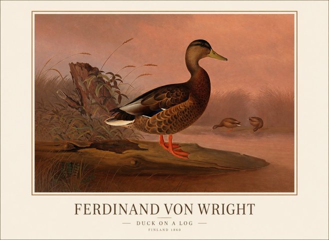 Ferdinand von Wright Wild Duck No2 - Poster