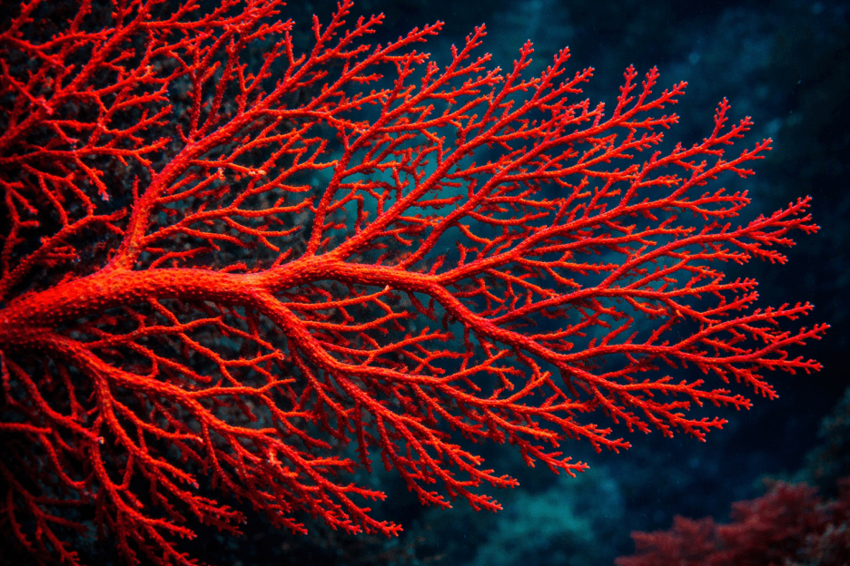 Crimson Filament