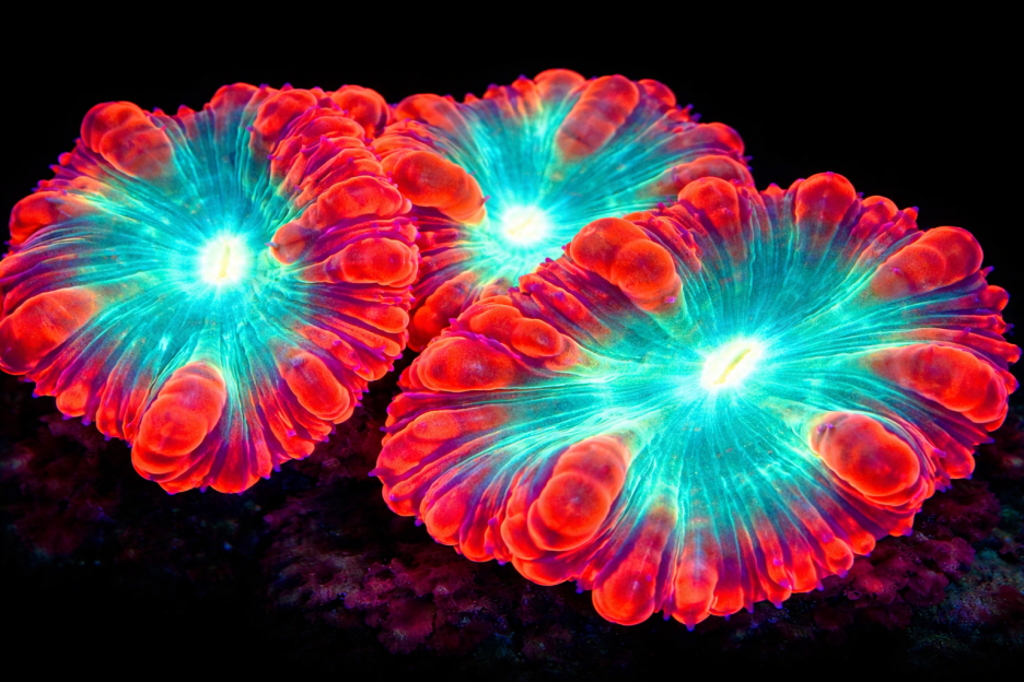 Cyan Coral Reef