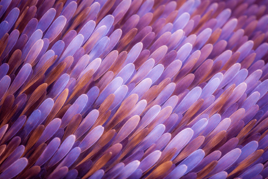 Petal Streaks