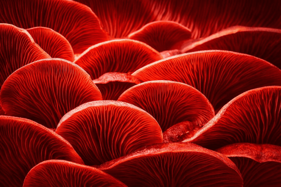 Crimson Undergrowth