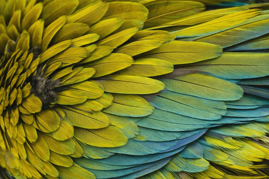 Lush Feather Veil