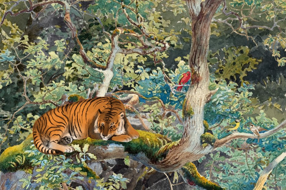 Tiger S Resting Place