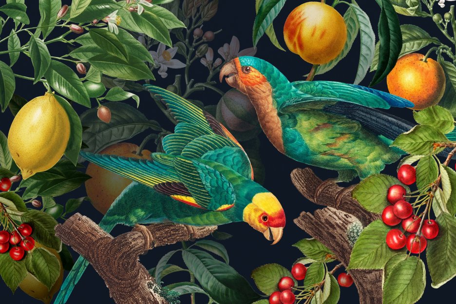 Tropical Avifauna