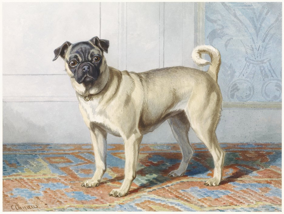 Pug Portraiture