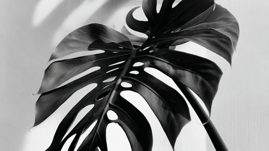 Monstera Shadow Ii