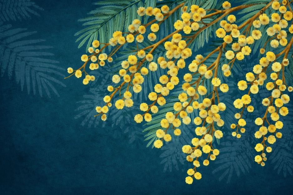 Golden Mimosa Fronds