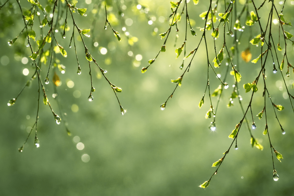 Morning Dew Tapestry