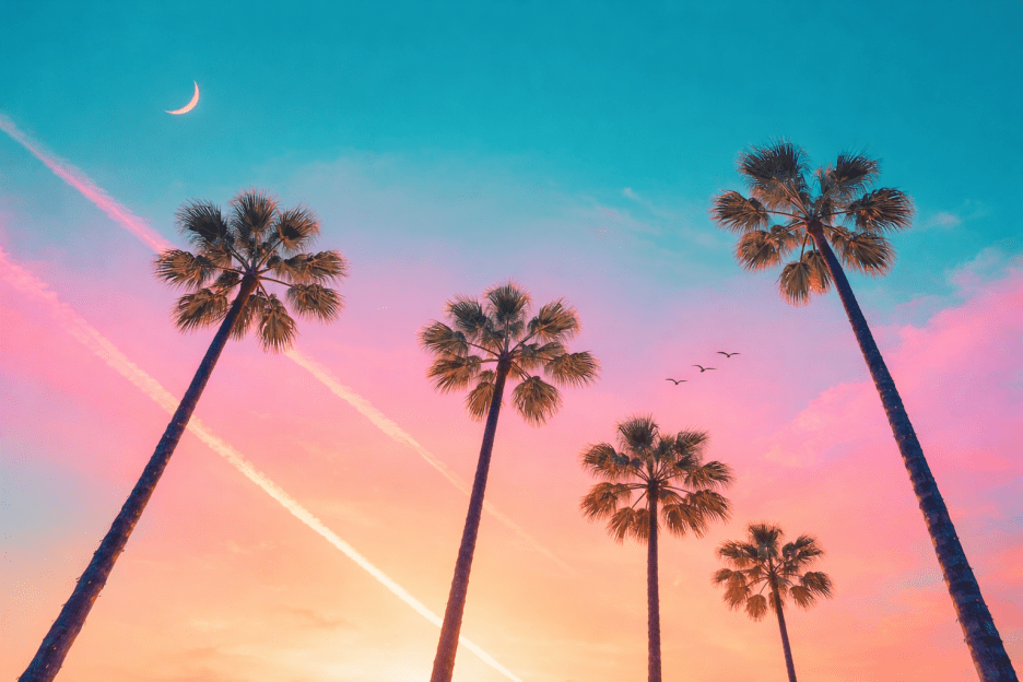 Palm Silhouette Twilight