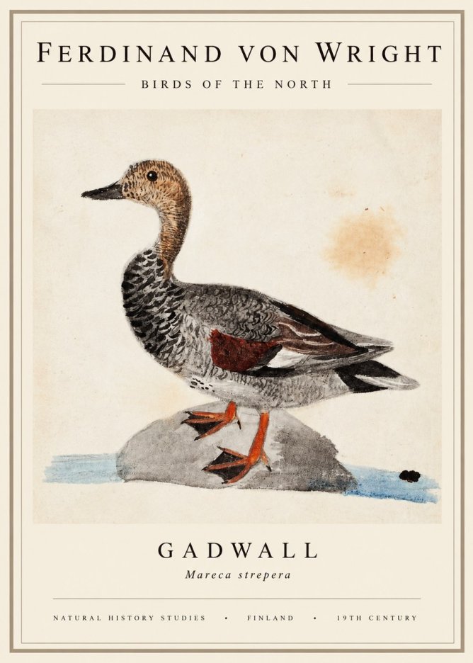Ferdinand von Wright Duck on a Rock No3 - Poster