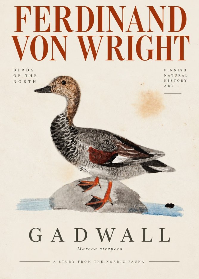 Ferdinand von Wright Duck on a Rock No4 - Poster