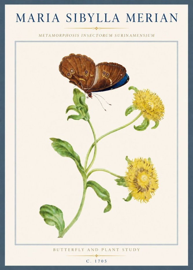 Maria Sibylla Merian Butterfly and Plant Study No3 - Poster
