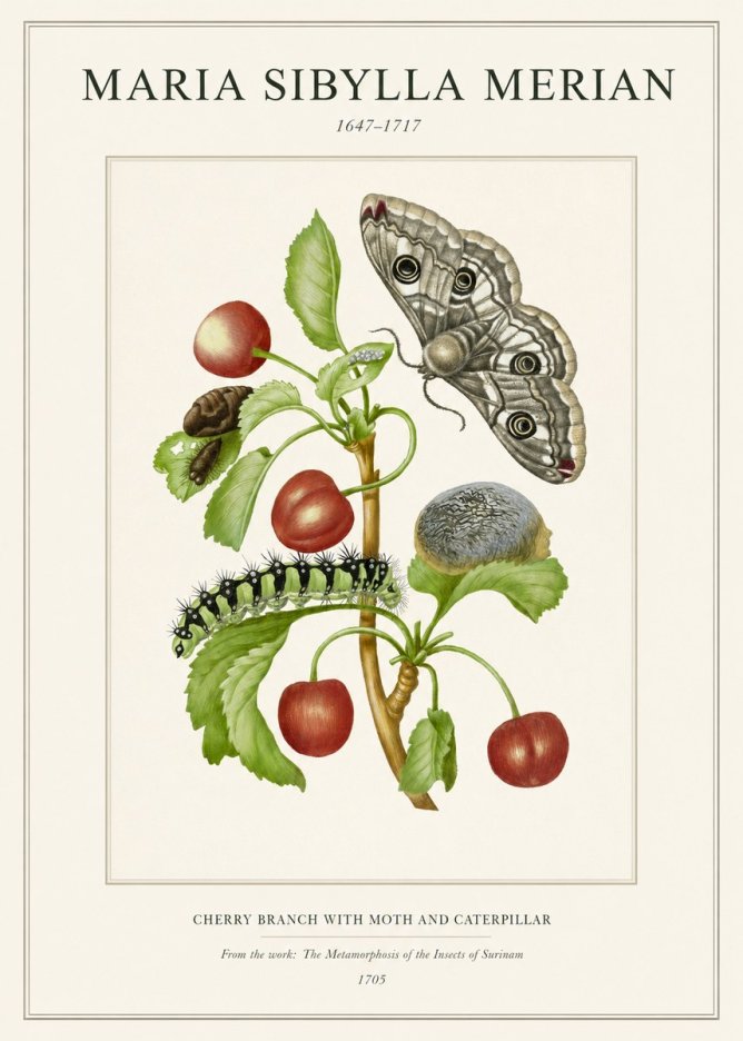 Maria Sibylla Merian Cherry Branch with Moth and Caterpillar No1 - Poster