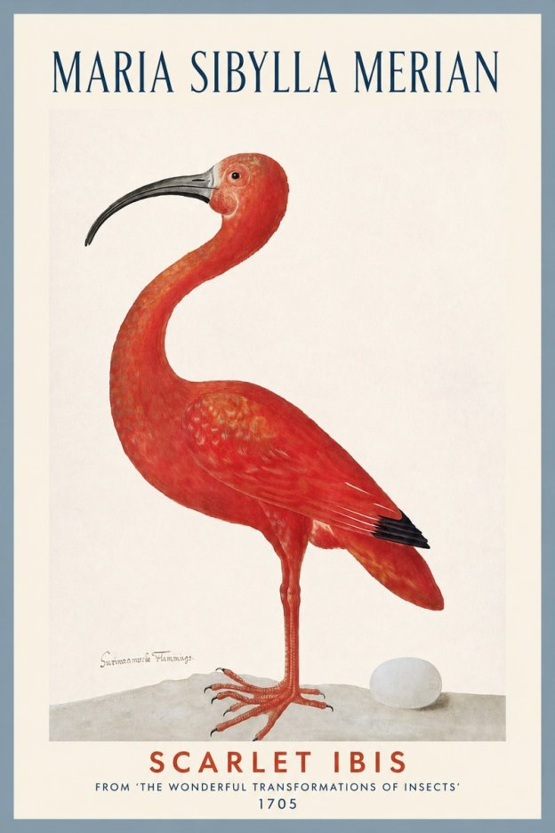 Maria Sibylla Merian Scarlet Ibis No2 - Poster