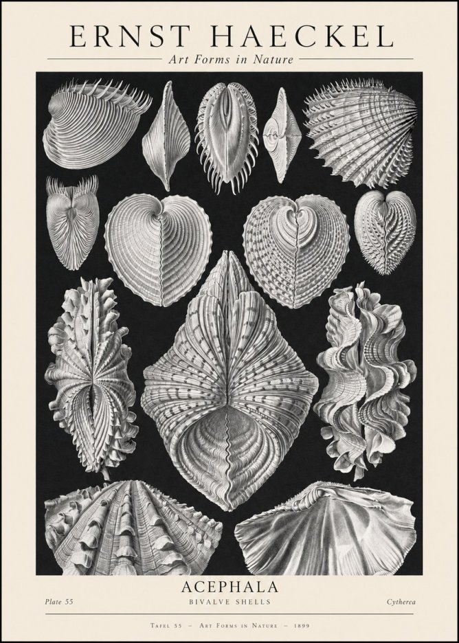 Ernst Haeckel Acephala — Brachiopods Plate 55 — Cytherea. No2 - Poster