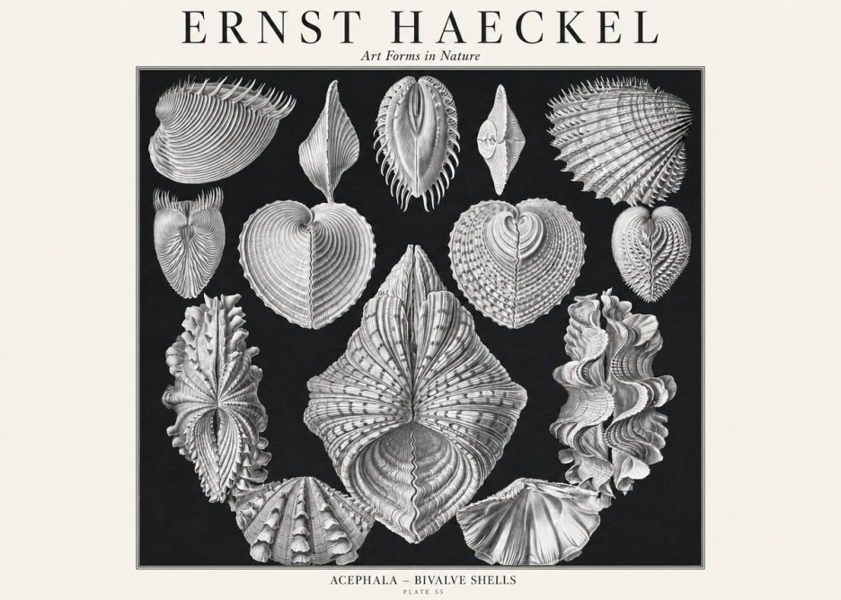Ernst Haeckel Acephala — Brachiopods Plate 55 — Cytherea. No3 - Poster