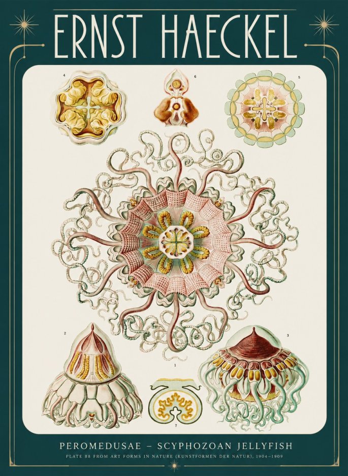 Ernst Haeckel Peromedusae – Discomedusae No4 - Poster