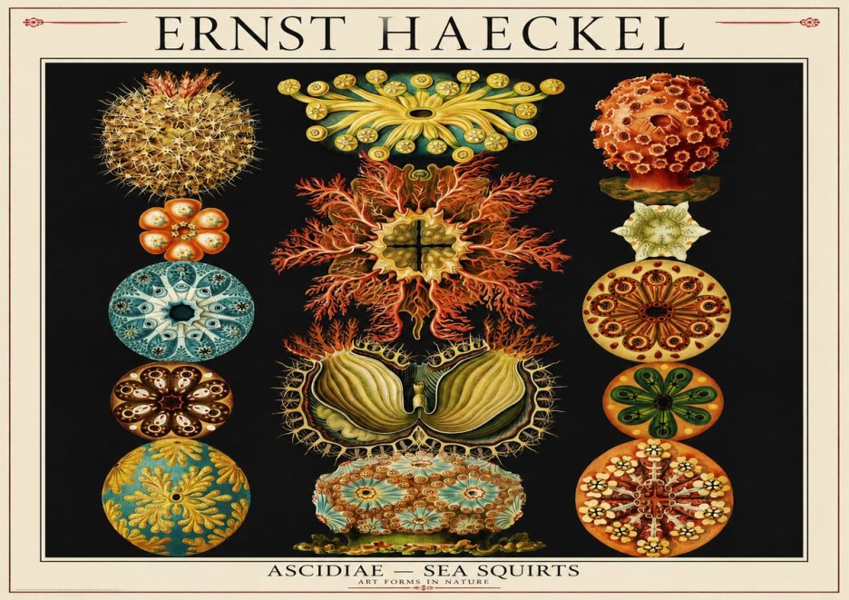 Ernst Haeckel Ascidiae — Sea Squirts No1 - Poster
