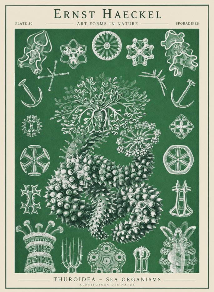 Ernst Haeckel Thuroidea - Sea Organisms No1 - Poster