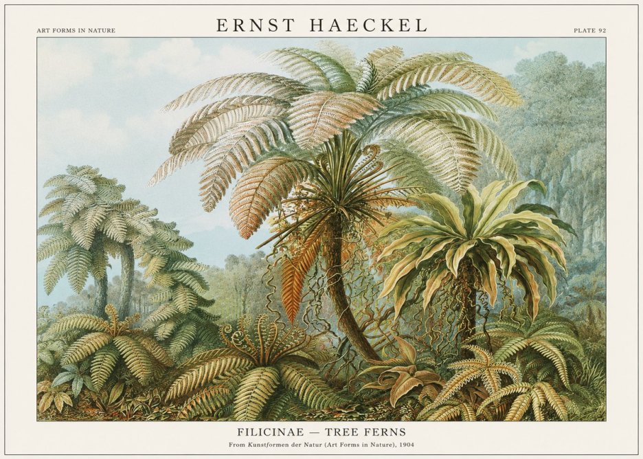 Ernst Haeckel Filicinae – Tree Ferns No1 - Poster