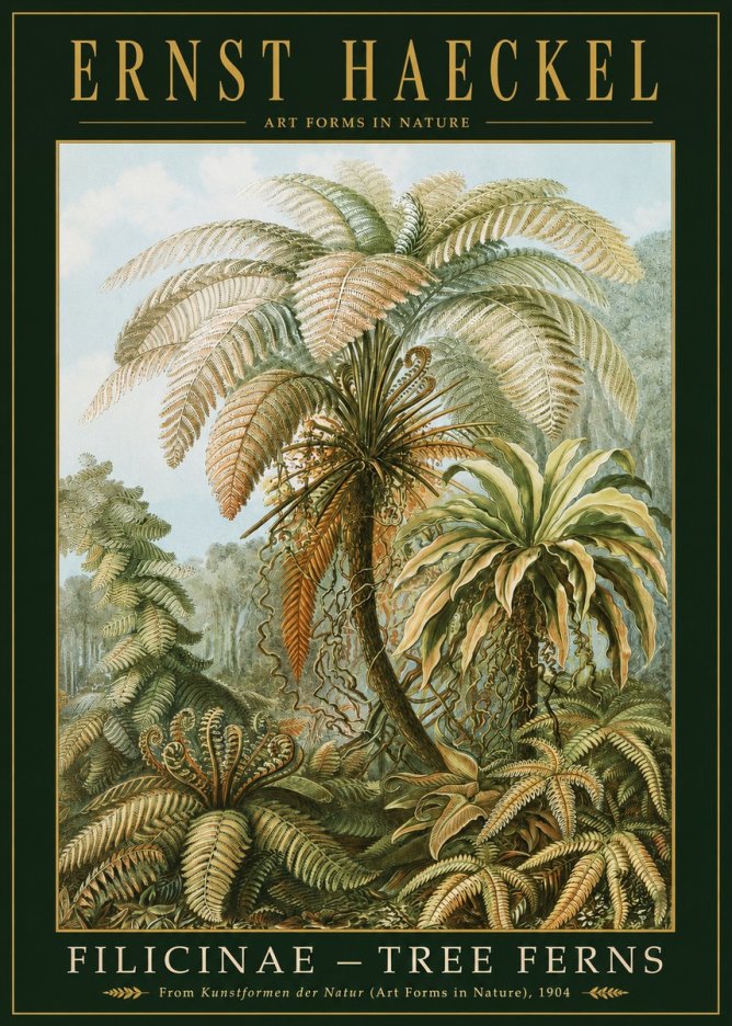 Ernst Haeckel Filicinae – Tree Ferns No2 - Poster