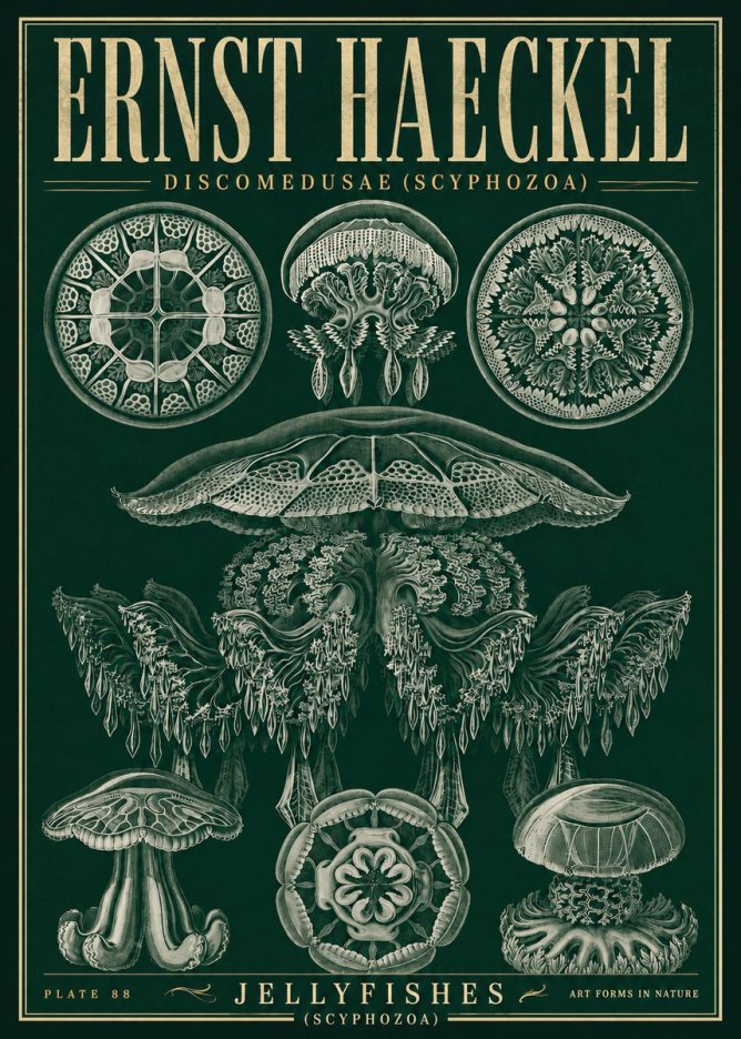 Ernst Haeckel Discomedusae (Scyphozoa) Plate 88 No5 - Poster