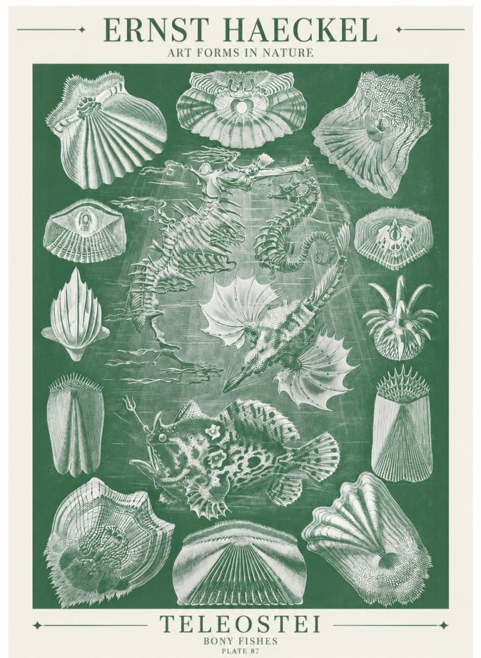 Ernst Haeckel Teleostei - Bony Fishes No6 - Poster