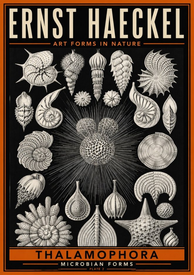 Ernst Haeckel Thalamophora - Microbian Forms - Plate 2 No6 - Poster