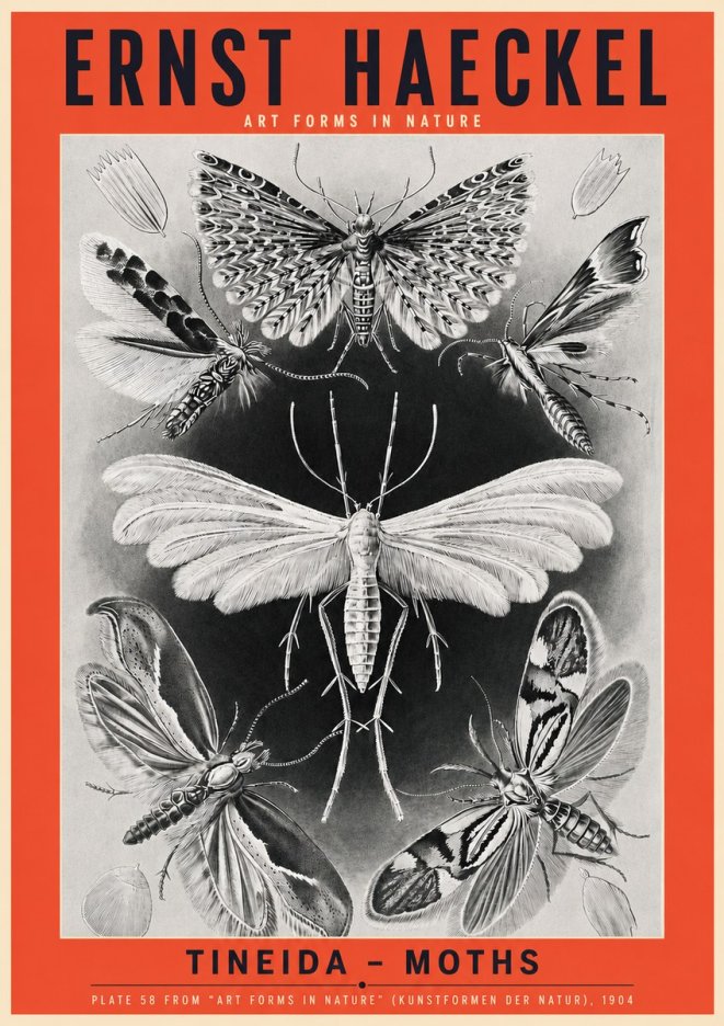 Ernst Haeckel Tineida - Moths No3 - Poster