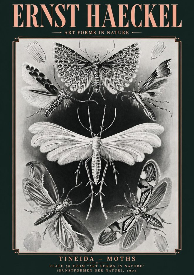 Ernst Haeckel Tineida - Moths No4 - Poster