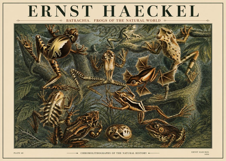 Ernst Haeckel Frogs of the Natural World No4 - Poster
