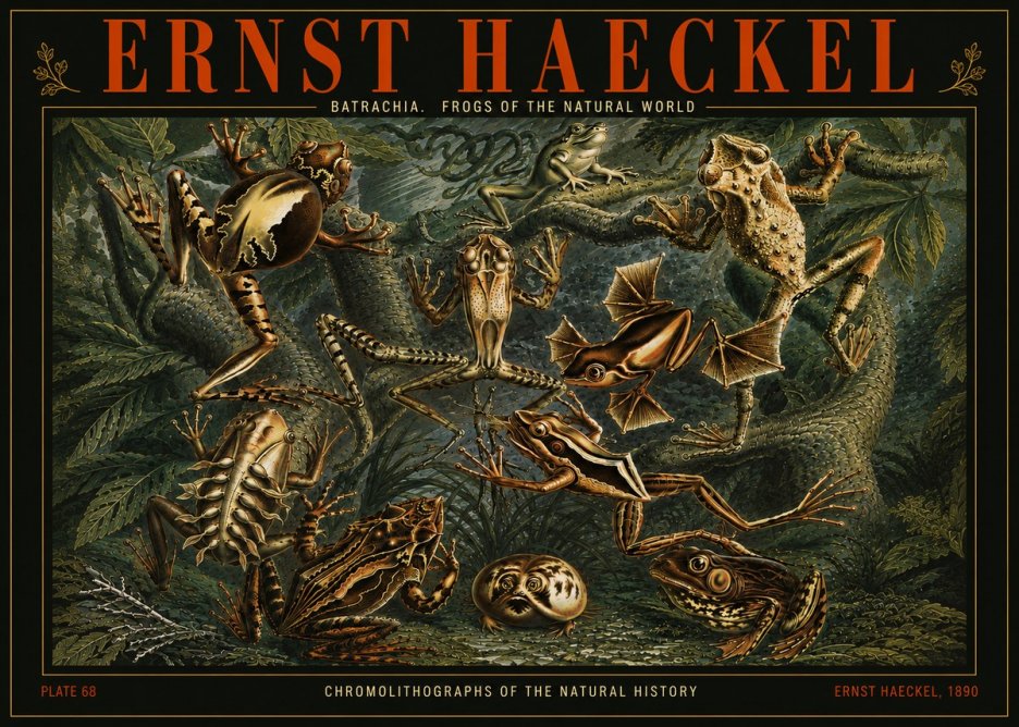 Ernst Haeckel Frogs of the Natural World No5 - Poster